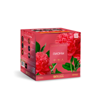 Пионы Салют купить во Владимире | vladimir.salutsklad.ru